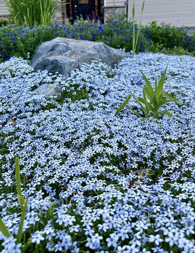 新西兰半边莲花苗盆栽庭院耐踩踏绿化植物四季开花草坪耐热耐寒