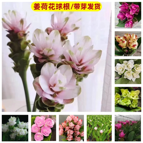 姜荷花发芽种球热带绿植花卉球根