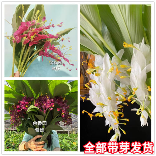 舞花姜种球根花期超长热带花卉多年生午花姜切花种子室内庭院绿植
