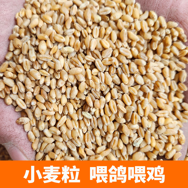 小麦粒带皮小麦喂鸡鸟粮鸽子鸽粮饲料钓鱼饵料打窝酿酒原料粮食