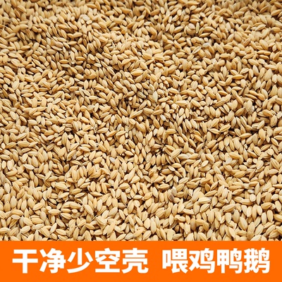 稻谷水稻带壳稻子粮食大米谷子喂鸡鸽粮喂鸽鸡鸭鹅鸟仓鼠宠物饲料