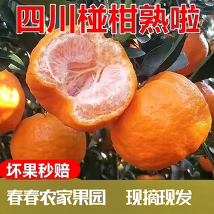 四川碰柑新鲜桔子现摘现发农家种植当季芦柑净重9斤孕妇水果椪柑