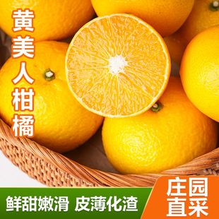 四川黄美人柑橘农家种植当季新鲜水果孕妇时令橘子现摘现发薄皮桔