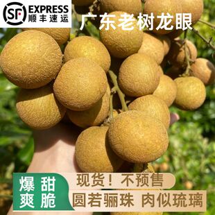 （现摘现发）正宗广东石硖龙眼新鲜孕妇储良龙眼高州纯甜桂圆龙眼