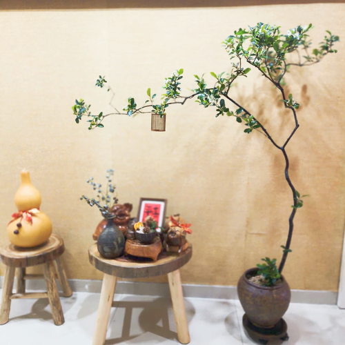 石斑木海岛春花阳台观赏