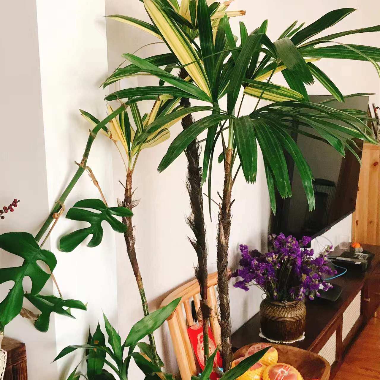 花叶棕竹 室内外植物盆栽 锦化棕竹 观叶耐阴好养