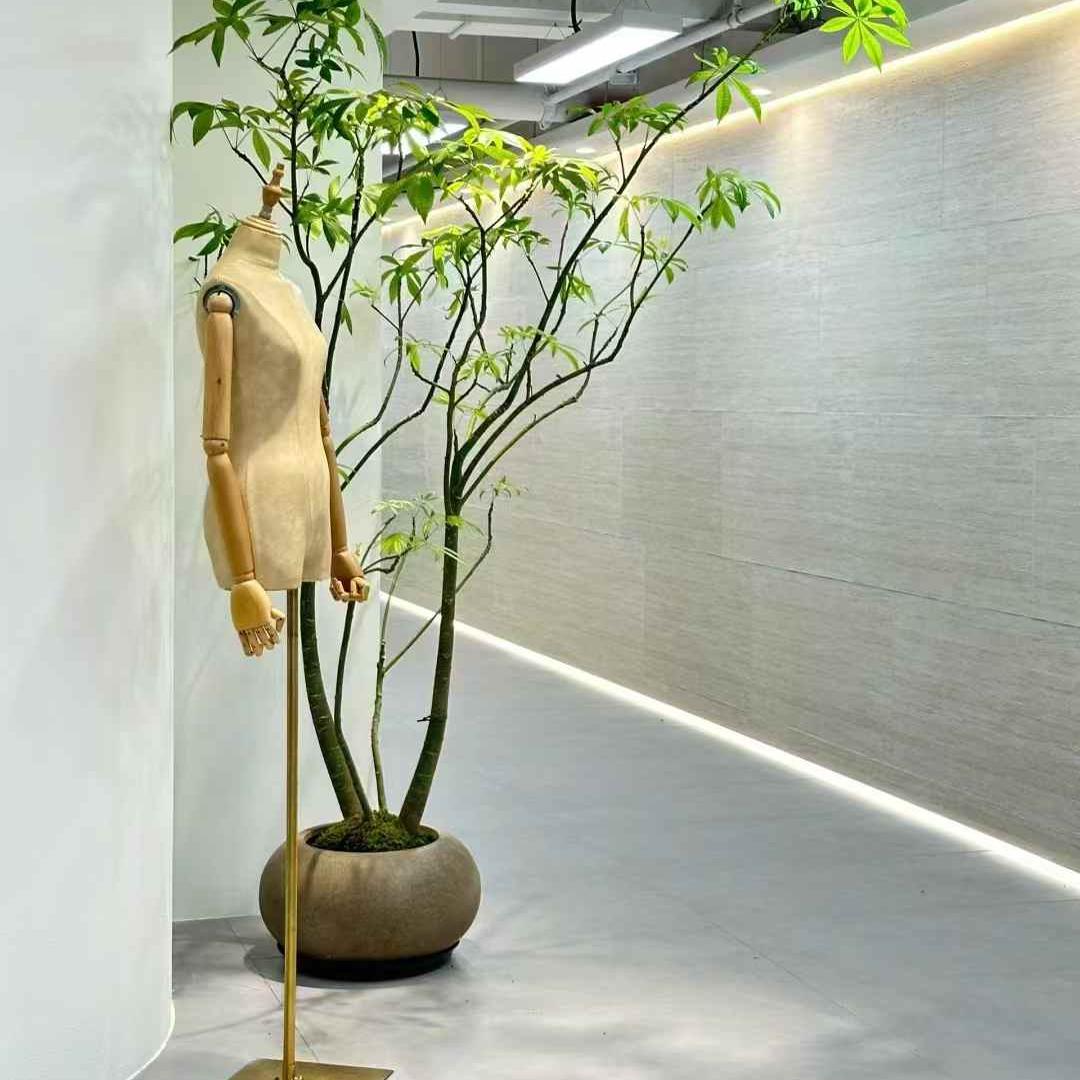 发财树客厅餐厅观赏价