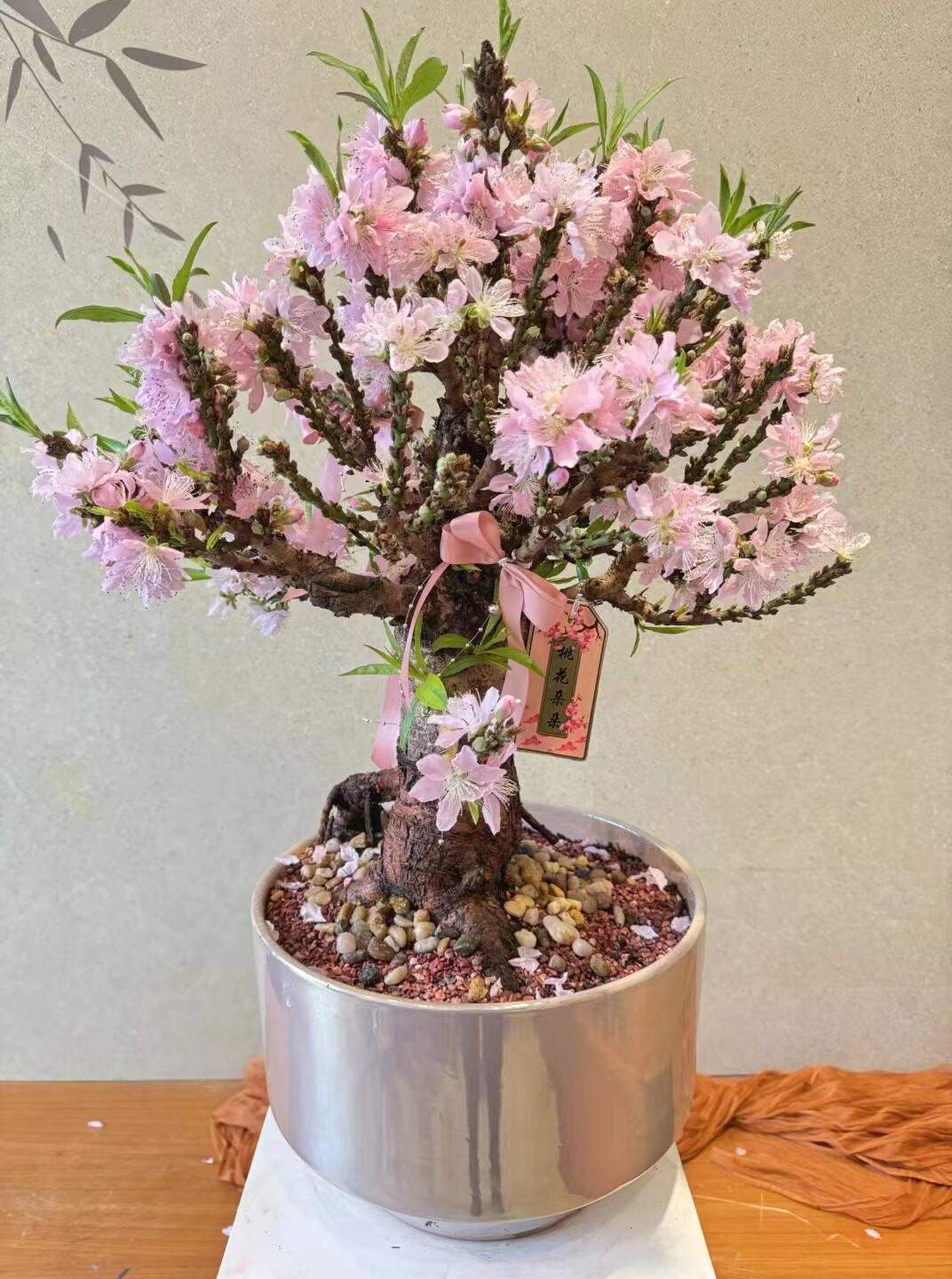 一物一拍桃花树苗带花苞重瓣老桩寿星桃盆景室内外庭院南北方种植