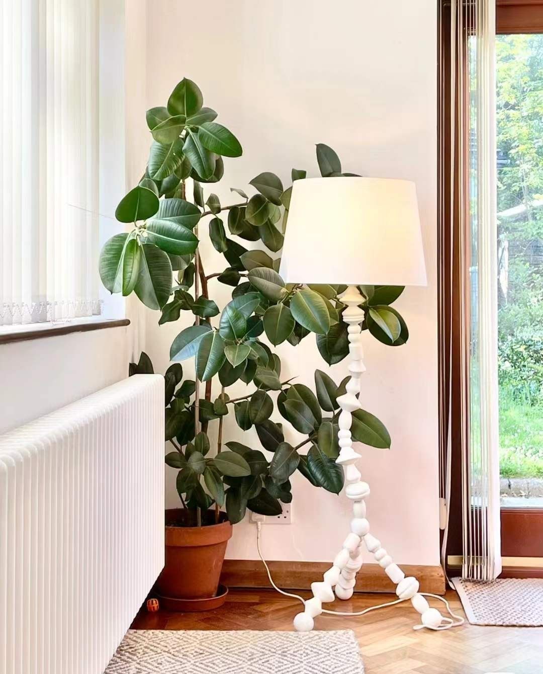 橡皮树 绿叶橡皮 美国榕