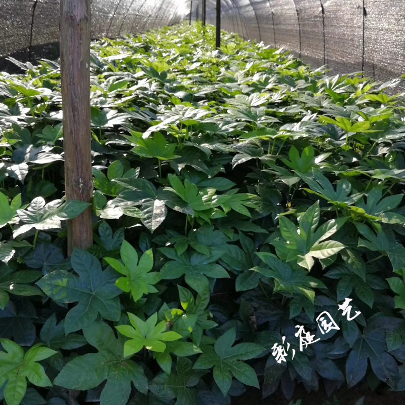 八角金盘苗庭院耐阴观叶灌木室内盆栽绿植工程绿化八角金盘小树苗