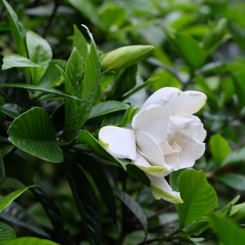 栀子花苗重瓣牡丹大花大叶小叶雀舌栀子白蟾花室内芳香庭院常绿化