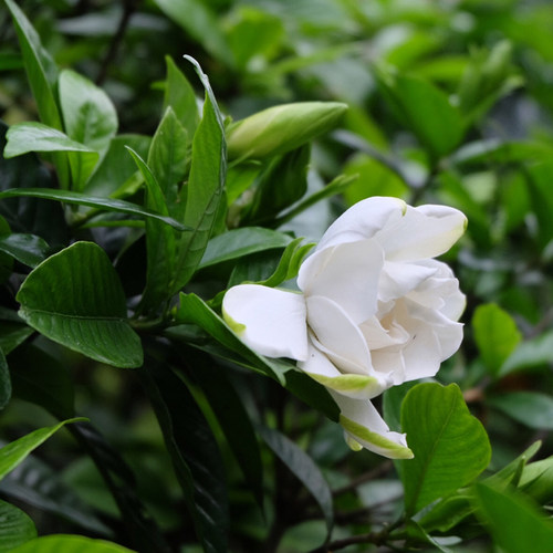 栀子花大小叶栀子花庭院芳香气味