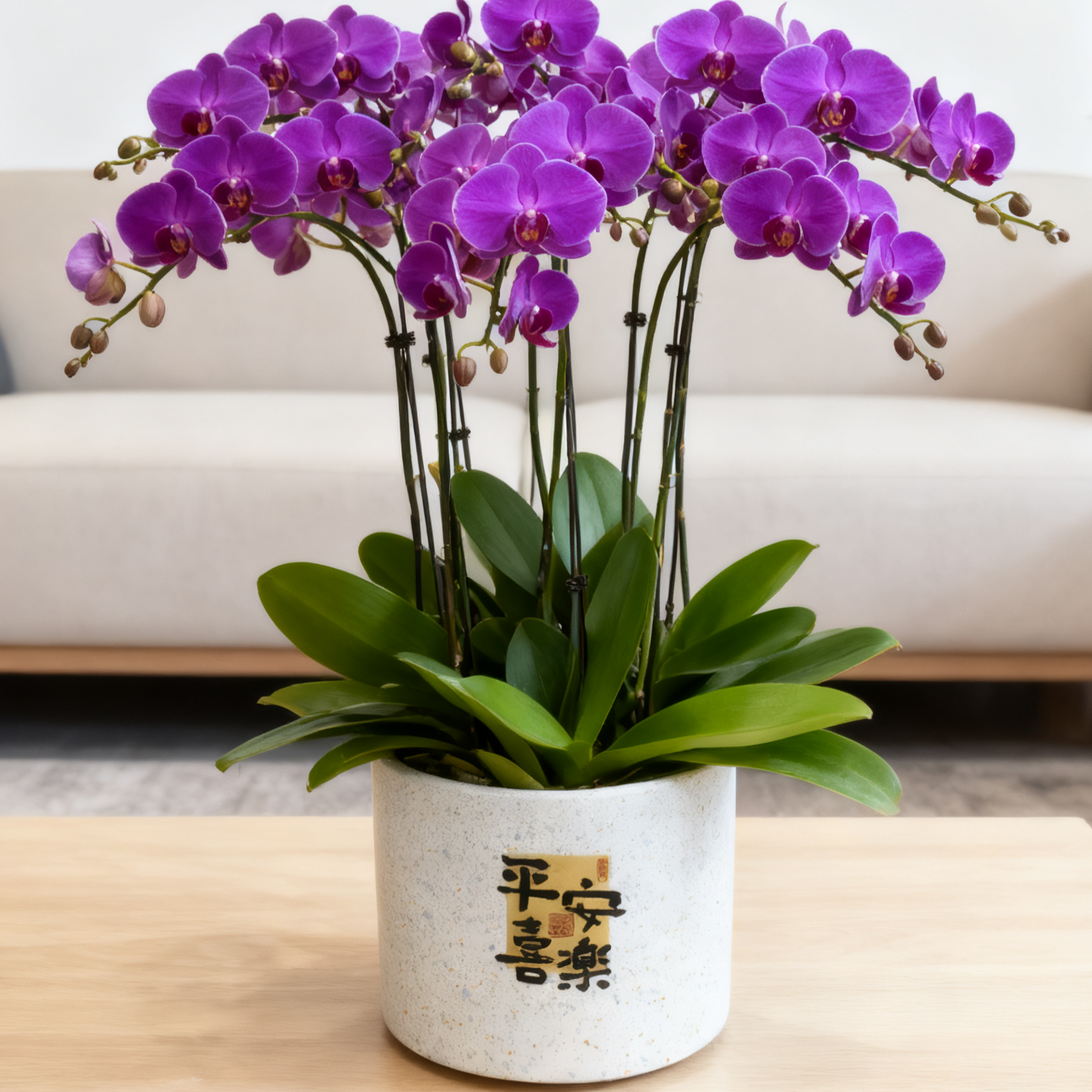 简约花盆陶瓷平安喜乐喜庆节日室内客厅透气蝴蝶兰多肉通用盆包邮,鲜花速递/花卉仿真/绿植园艺,花盆,淘宝优惠券,粉丝福利购,淘宝优惠卷
