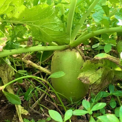 2025年信阳本地青萝卜淮河边沙地青萝卜沙窝萝卜鲜脆爽口现拔现发