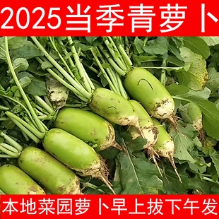 信阳地区农家菜园青萝卜新鲜蔬菜罗山李湾沙土地沙窝萝卜现挖带土