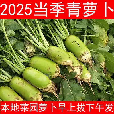 信阳青萝卜本地特色好吃