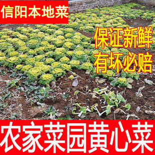 信阳本地新鲜黄心菜黑白菜农家菜园黑白菜冬季下火锅炒菜