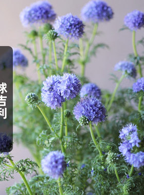 球吉利种子Gilia蓝色顶针花球状介代花籽可切花室内阳台盆栽春播