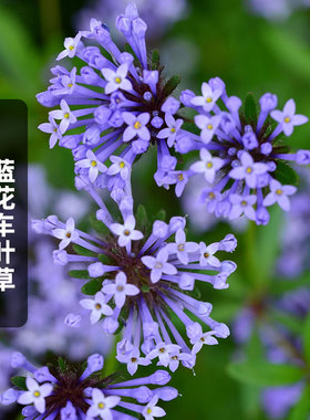 蓝花车叶草种子100粒Asperula orientalis八星花籽可切花盆栽春播
