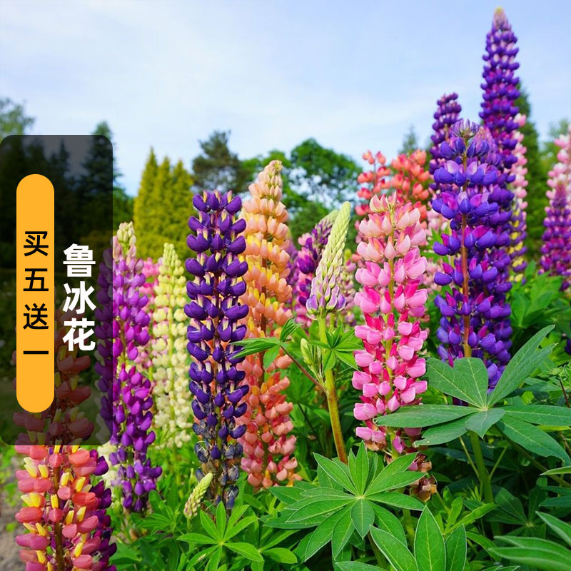 鲁冰花种子羽扇豆可切花