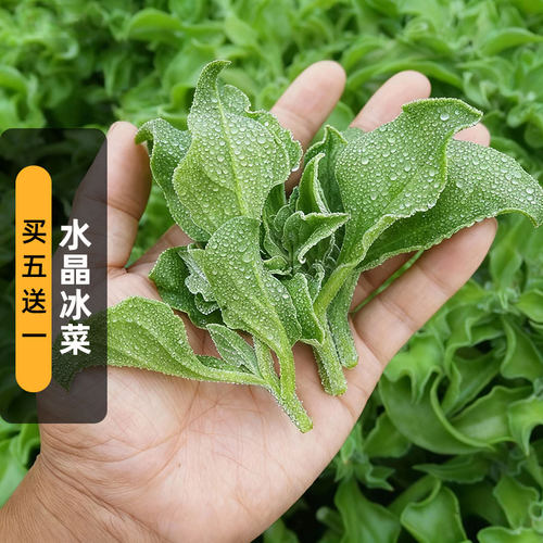 水晶冰菜种子冰草沙拉菜