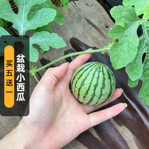盆栽小西瓜种子红瓤迷你夏瓜