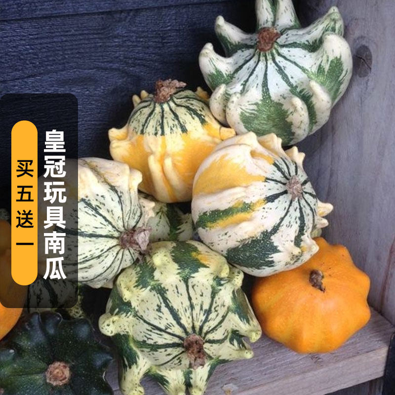皇冠玩具南瓜种子15粒小丑倭瓜种籽爬藤观赏果可阳台盆栽春季播种