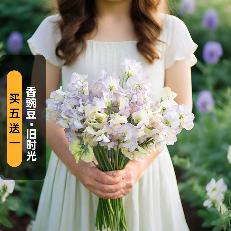 进口香豌豆种子斯宾塞/旧时光Old Times切花爬藤花籽盆栽春秋播