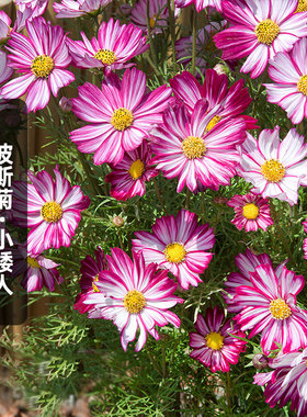 紫色小矮人矮波斯菊种子100粒花边奏鸣曲格桑花籽长花期盆栽春播