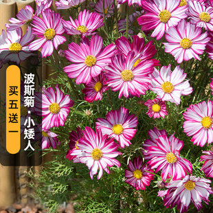 紫色小矮人矮波斯菊种子100粒花边奏鸣曲格桑花籽长花期盆栽春播