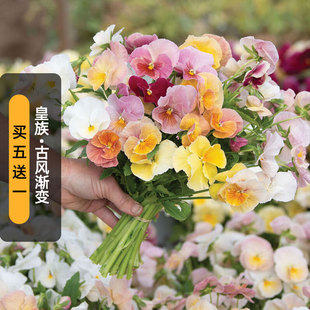 进口三色堇种子皇族/古风渐变Imperial变色大花猫脸花盆栽秋播
