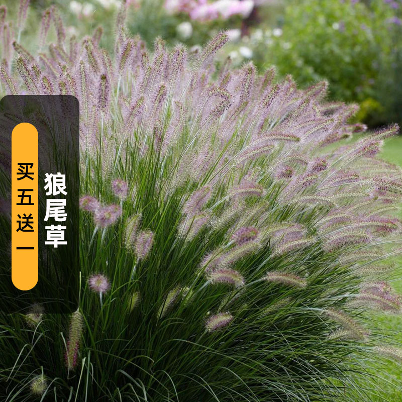狼尾草种子金光草多年生观赏草