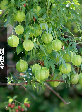 倒地铃种子20粒Love in a Puff心豆藤风船葛爬藤垂吊种籽盆栽春播