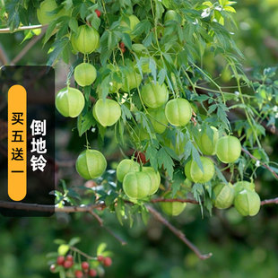 倒地铃种子20粒Love in a Puff心豆藤风船葛爬藤垂吊种籽盆栽春播