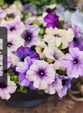 进口矮牵牛种子慢摇/蓝莓渐变Shake Blueberry多花矮生盆栽秋播