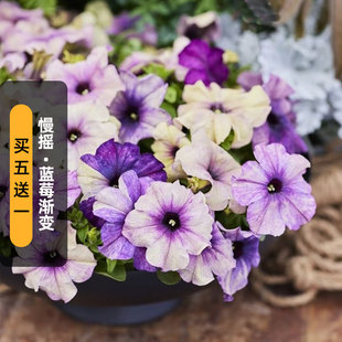 进口矮牵牛种子慢摇/蓝莓渐变Shake Blueberry多花矮生盆栽秋播