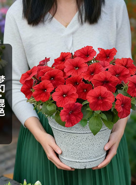 进口矮牵牛种子梦幻/红色Dream系列（大花型）矮生盆栽春秋播