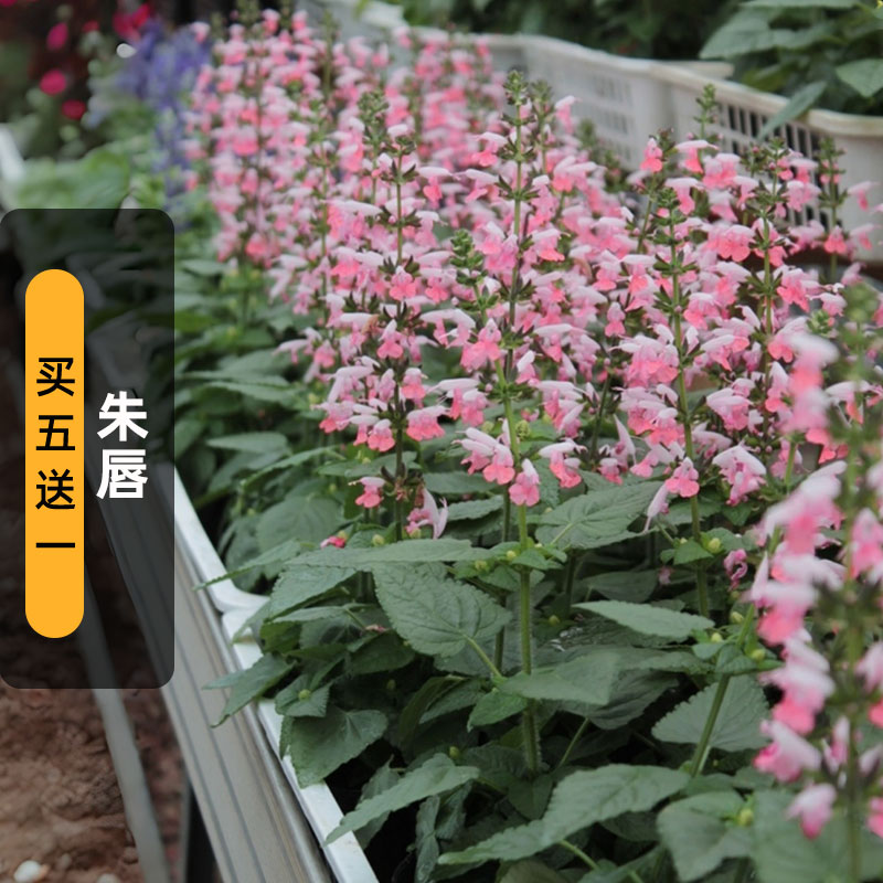 朱唇种子夏之宝石粉钻红花鼠尾草