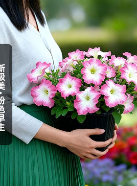 进口矮牵牛种子新极美/粉色早生Pink Morn大花型矮生盆栽春秋播