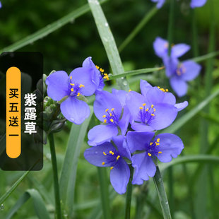 紫露草种子100粒紫鸭跖草种籽多年生宿根耐寒长花期盆栽春秋播