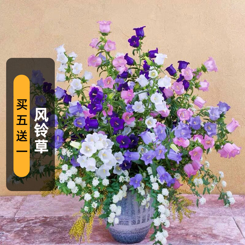 风铃草种子100粒大花杯状悬铃铛花籽阳台室内外盆栽耐寒春秋播种 小柒月园艺 淘优券