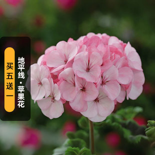 进口天竺葵种子地平线/苹果花色石腊花种籽多年生室内盆栽春秋播