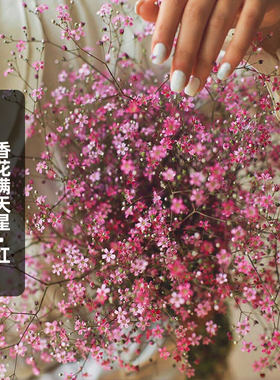 香花满天星种子红色玫瑰胭脂切花霞草婴儿呼吸种籽宿根盆栽春秋播