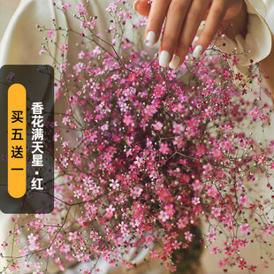 香花满天星种子红色玫瑰胭脂切花霞草婴儿呼吸种籽宿根盆栽春秋播