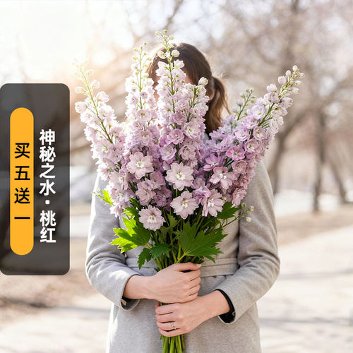 进口大花飞燕草种子神秘之水桃红白芯魔法喷泉宿根多年生盆栽秋播
