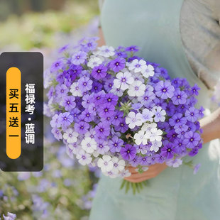 穆迪蓝调福禄考种子Phlox小天蓝绣球花种籽阳台室内盆栽春秋播
