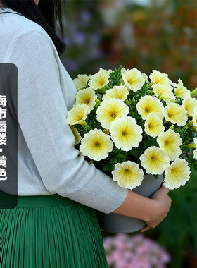 进口矮牵牛种子海市蜃楼/黄色Mirage系列中大型花矮生盆栽春秋播