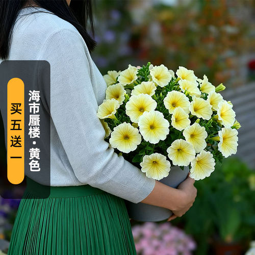 进口矮牵牛种子海市蜃楼/黄色Mirage系列中大型花矮生盆栽春秋播