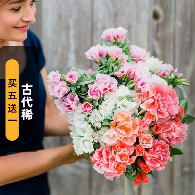 古代稀送春花年宵花种子