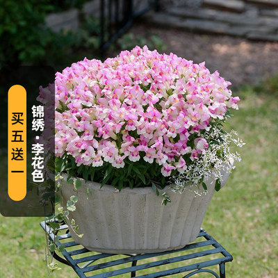 进口（矮）金鱼草种子锦绣/李花色Snapshot龙头花盆栽春秋播